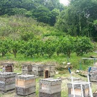 2021年 搾りたて みかん蜂蜜 愛媛産の画像