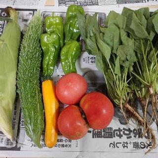 決まりました♪無農薬、野菜④