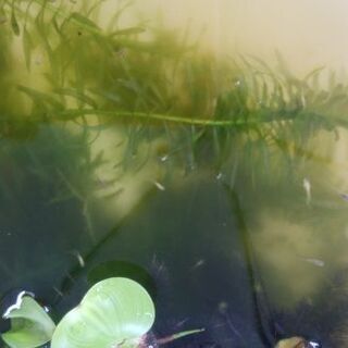 メダカの赤ちゃんです。の画像