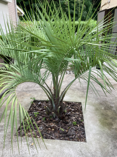 ココスヤシです