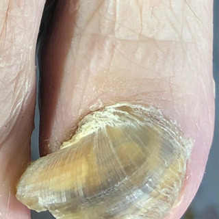 肥厚爪も安心‼️ スッキリ‼️