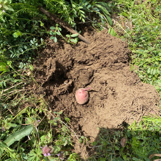 畑仲間募集中