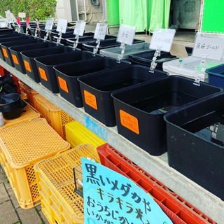 8月8日(日曜日) 道の駅おかべ　春ちゃんファーム　金魚らんちゅ...