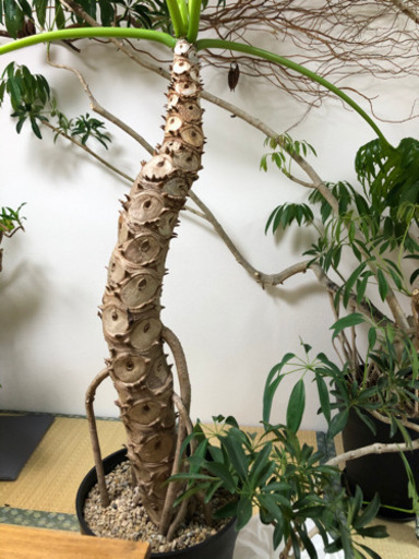 観葉植物　セローム