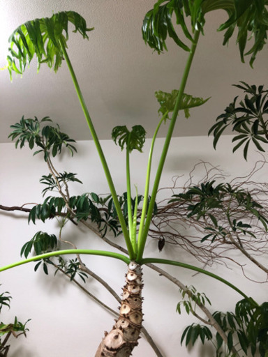 観葉植物　セローム　