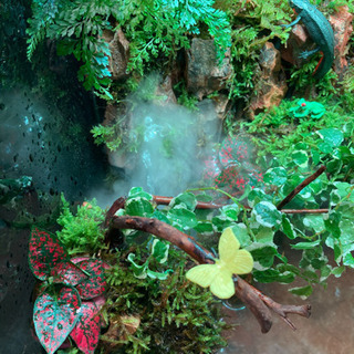 ☆杜のメダカイモリ・カエル飼育にオススメ！！コケリウム