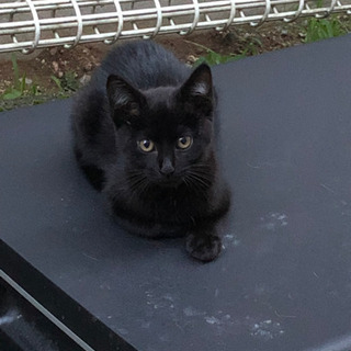 子猫　　黒色　急募