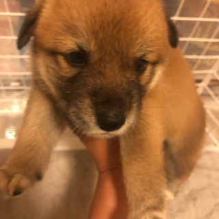 可愛い子犬ちゃん