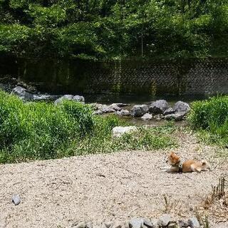 和歌山　大阪　関西　キャンプ　川遊び　BBQ　キャンプ場　貸します　一緒にキャンプもしましょ - 友達