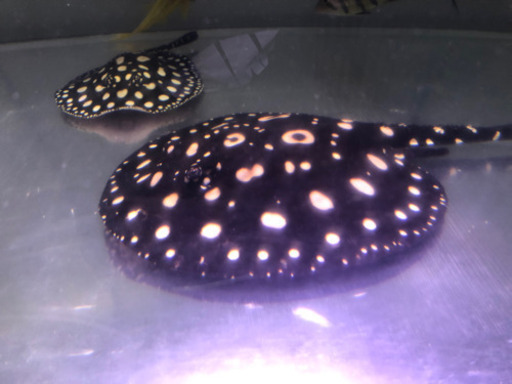 熱帯魚、ダイヤモンドポルカ、アロワナ