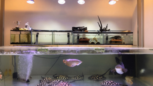 熱帯魚、ダイヤモンドポルカ、アロワナ