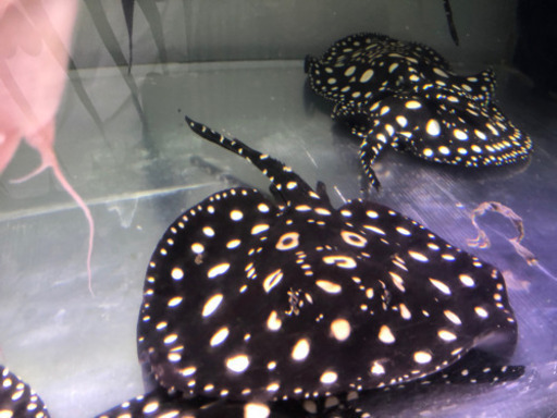 熱帯魚、ダイヤモンドポルカ、アロワナ