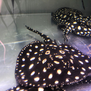 熱帯魚、ダイヤモンドポルカ、アロワナ