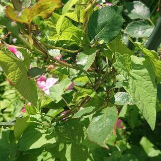 お話し中庭の草むしりお願いいたします