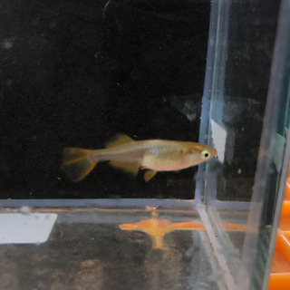 琥珀ラメメダカの稚魚5匹の画像