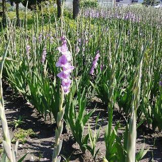グラジオラスの花１本30円