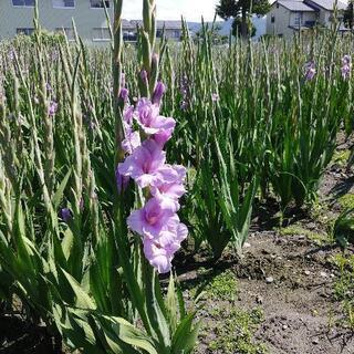 グラジオラスの花１本30円の画像