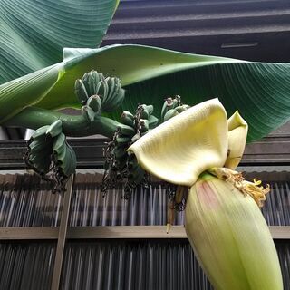 バショウ　バナナのような木　2株　耐寒性　植物　鉢ごと
