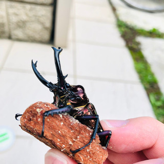 ニジイロクワガタ　ダーク系特殊色