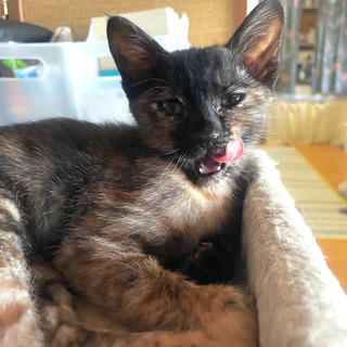 【里親様決まりました】人慣れ抜群☆オシャレなサビ猫の女子