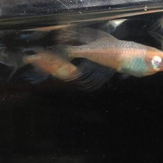 頂上ラメヒレ長　未選別稚魚8匹+α