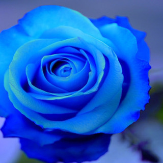 🌹将来、不安の方お話しましょう🌹