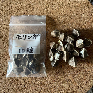 🪴奇跡の木 モリンガの種  期間限定 20粒＋5粒 500円の画像