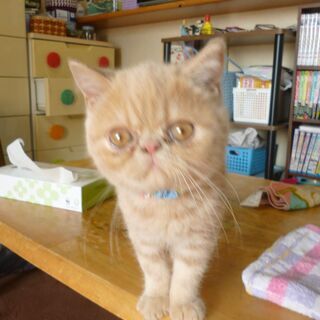丸顔エキゾチックショートヘア募集締め切りいたしました。 - 猫
