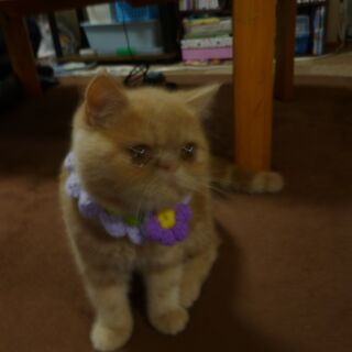 丸顔エキゾチックショートヘア募集締め切りいたしました。 − 埼玉県