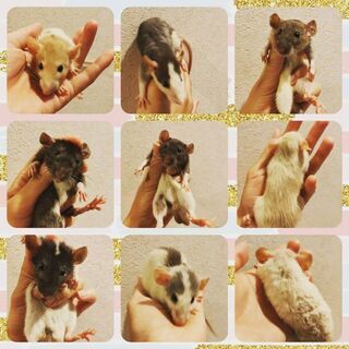 ファンシーラット★キャンペーン 生体料無料(*´ー｀*)
