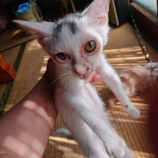 【代理掲載】キトンキャップ？白猫・テマ
