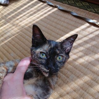 【代理掲載】美人のサビ猫・トラ