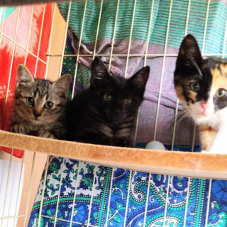 生後2ヶ月位 ワクチン接種済 子猫3匹