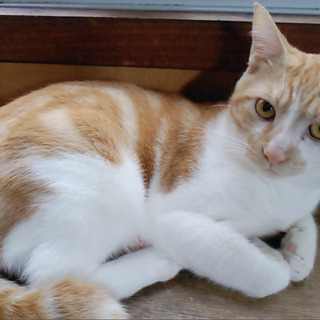 若猫９ヶ月。チャー君。人？柄よし。去勢済みました。