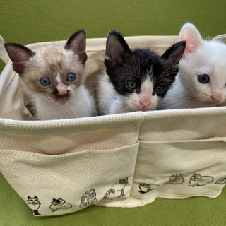 子猫2匹の御家族募集 ※只今一時募集停止