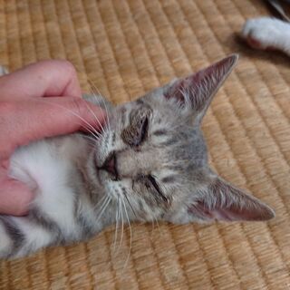 【代理掲載】サバトラの女の子・ソラ