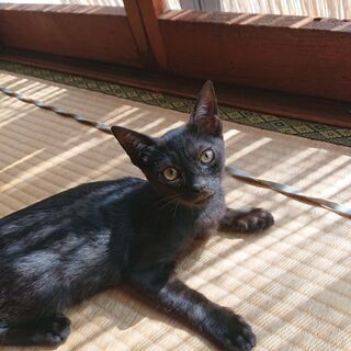 【代理掲載】黒猫の男の子・ジジ