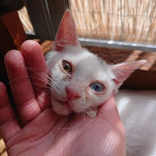 【代理掲載】白猫？キトンキャップ？の女の子・キュラ - 米子市