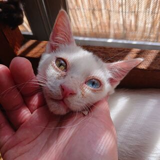【代理掲載】白猫？キトンキャップ？の女の子・キュラ - 猫