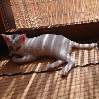 【代理掲載】白猫？キトンキャップ？の女の子・キュラ − 鳥取県