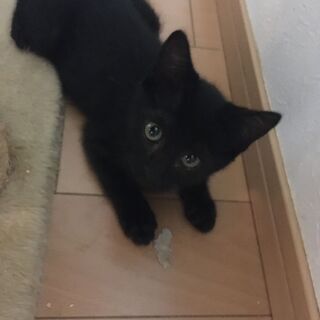 超ラブリーな黒猫💛子猫★オスメスなかよし兄妹★3ヶ月★2匹一緒に...