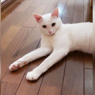 【見つかりました】白猫を探しています