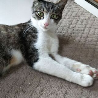 再募集  推定一歳未満の美猫です。