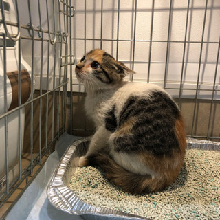 美しい三毛猫さん − 山形県