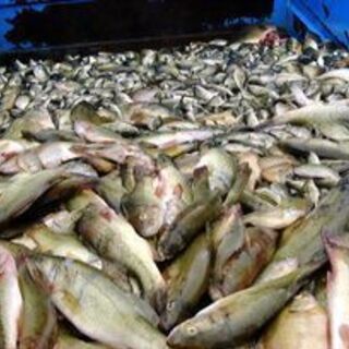 古代魚・爬虫類・哺乳類の餌用魚　買います（アメナマ、コイ、…