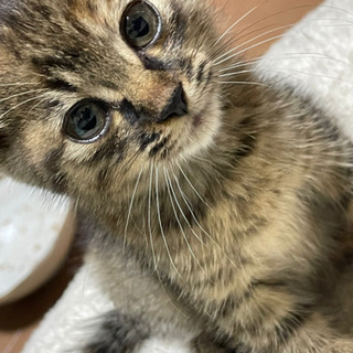 生後約1ヶ月雌の赤ちゃんです。