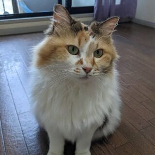 ツンデレメルちゃん