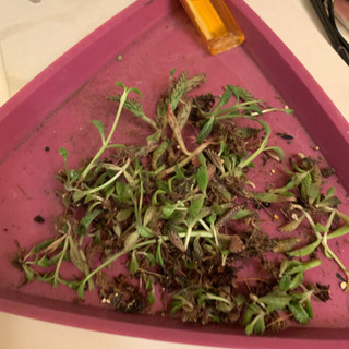 多肉植物の不死鳥