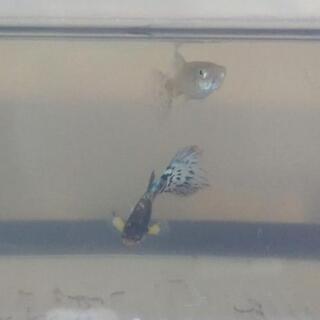 SSPBGRguppy レア 新種個体             ...