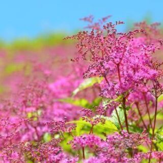 第３回「白馬五竜高山植物園・小遠見山をめぐるトレッキング」参加者募集 - メンバー募集